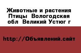 Животные и растения Птицы. Вологодская обл.,Великий Устюг г.